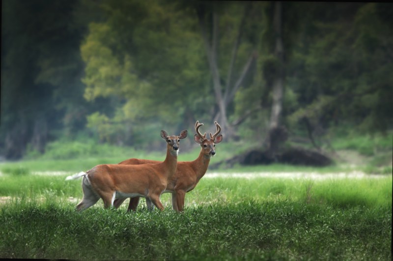 siblings 4k