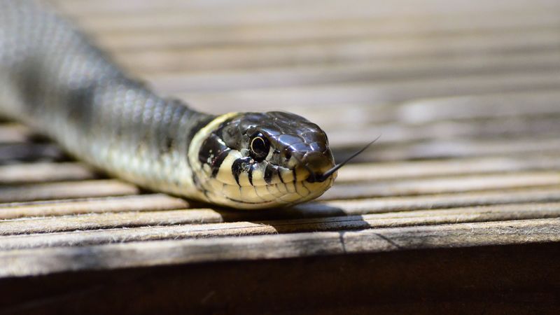 snake, tongue, reptile, 4k