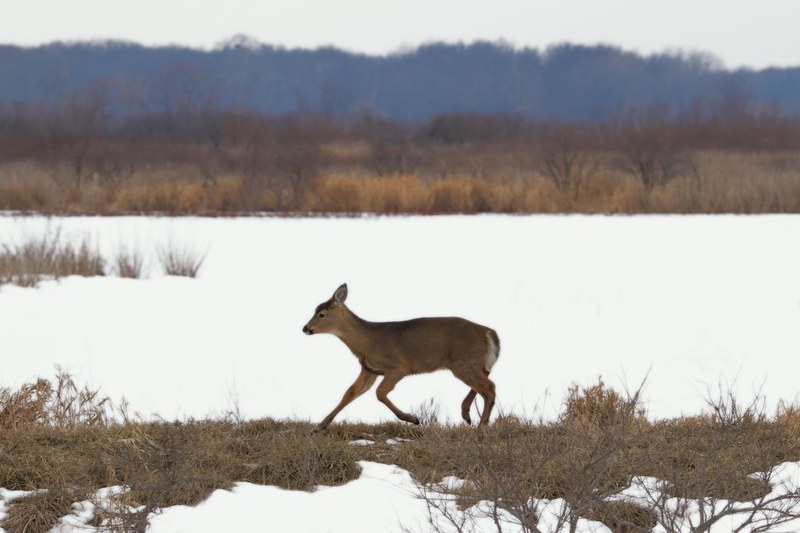 doe on the go 4k