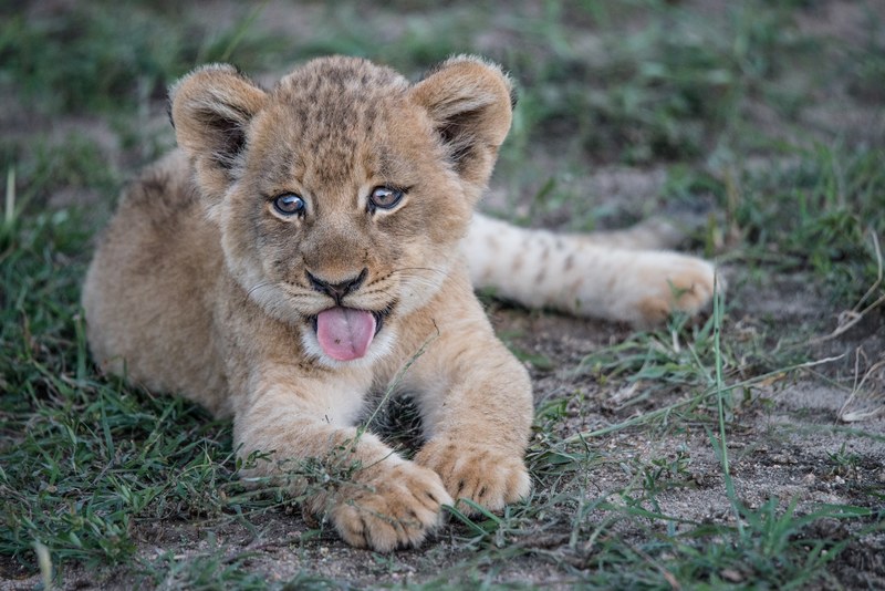 a lion cub panting while lying in grass, lion cub with an attitude 4k