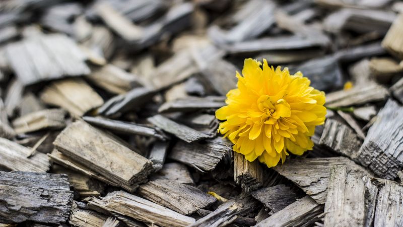 flower, wood, bud, 4k