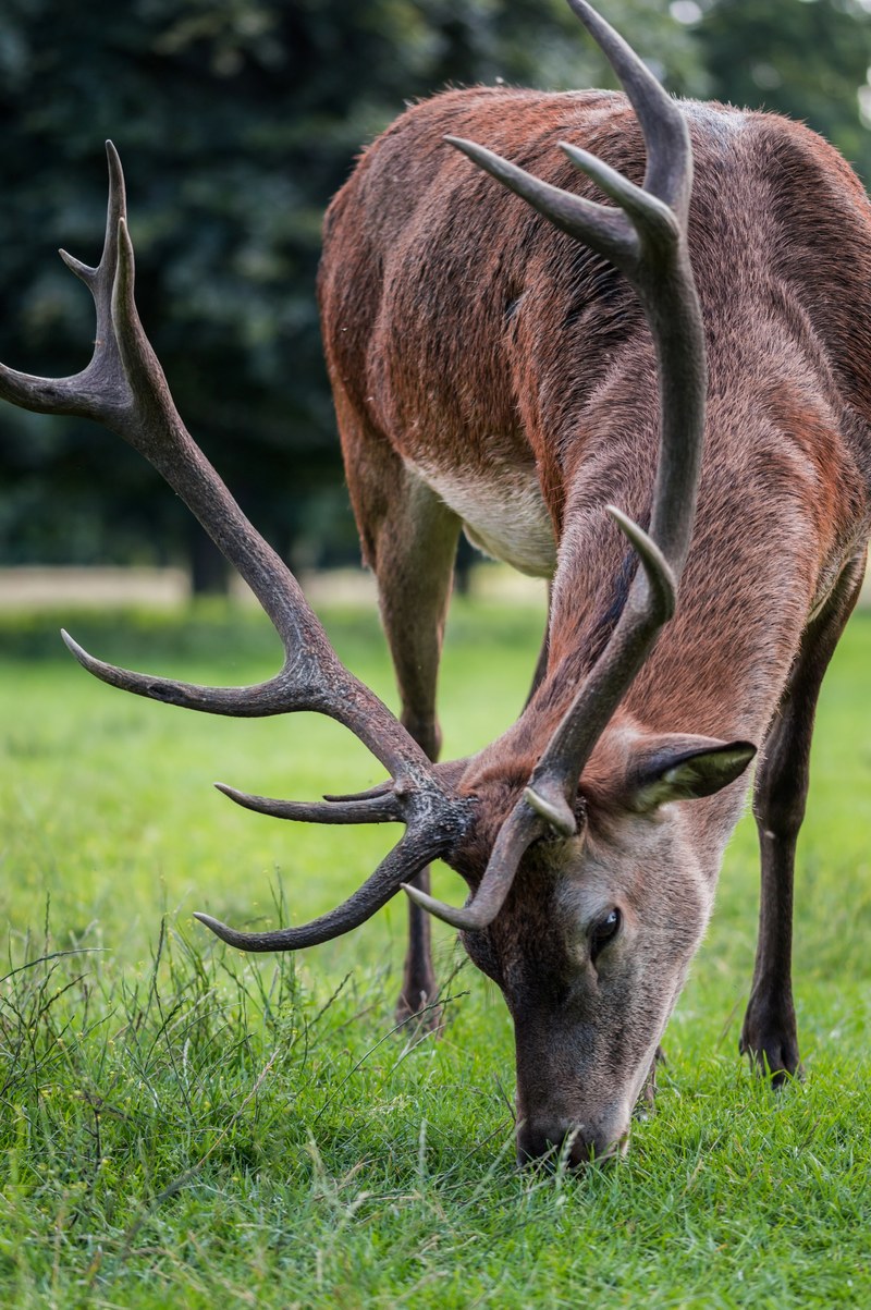 fur deer animal and brown hd, 4k