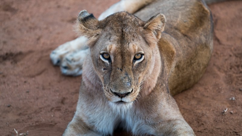 fierce lioness staring into the camera while lying on dusty road at kapama private game reserve, south african safari 4k