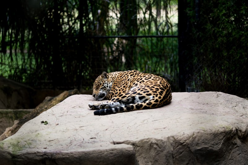 leopard jaguar cat and wild animal 4k