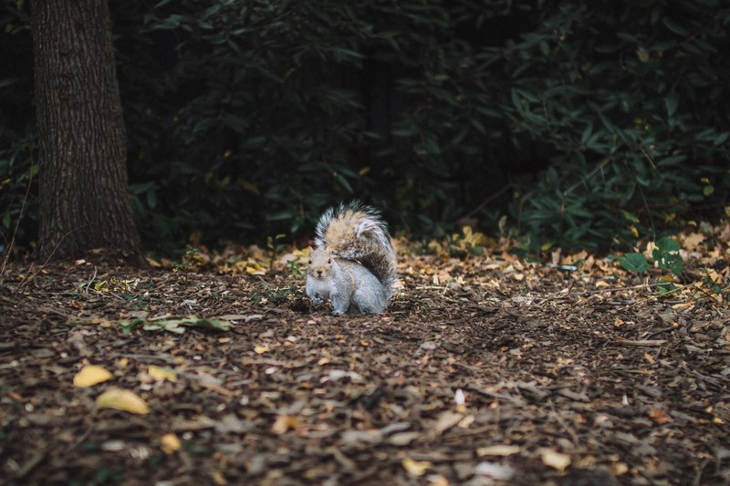 a squirrel looking up in surprise surrounded by fallen leaves and pieces of bark on the forest floor, central park concrete jungle 4k