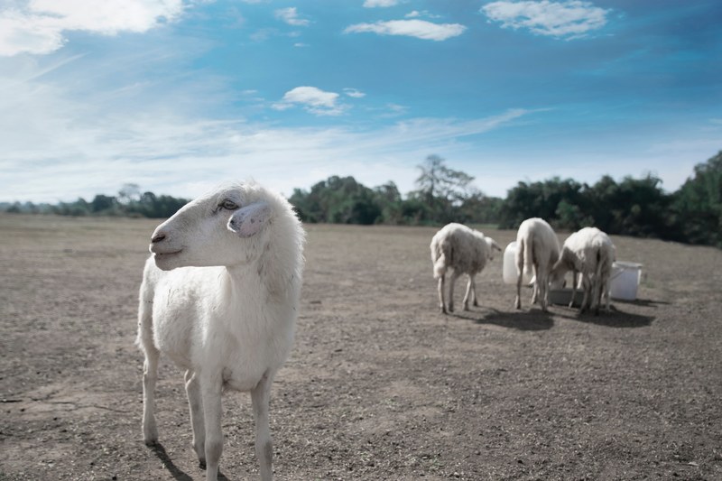 sheep soil dirt and cloud 4k