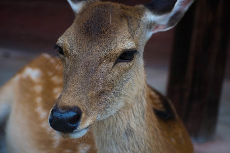 deer doe fur and female 4k