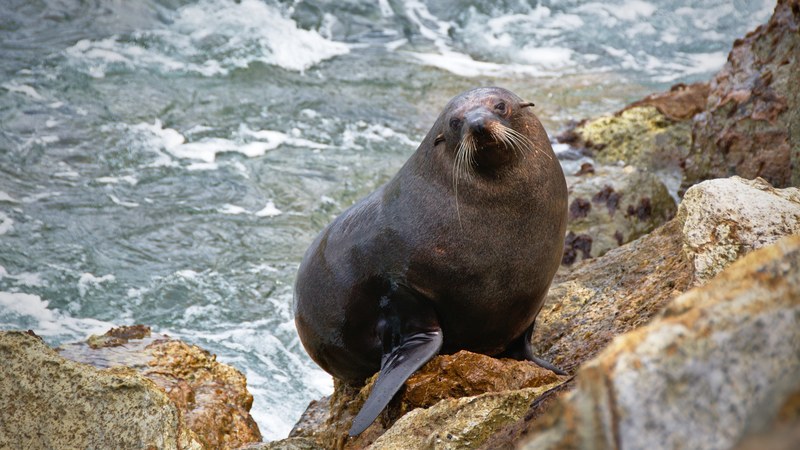 gray sea lion with whiskers on rock with sea waves crashing against shore aramoana, sea lion aramoana 4k