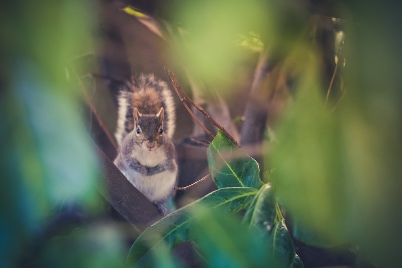 a squirrel peeking out of leaves on a tree in ststephens green, st_stephens green squirrel 4k