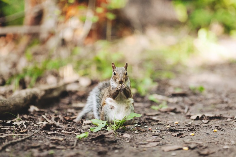 grey grey squirrel canada and rodent 4k