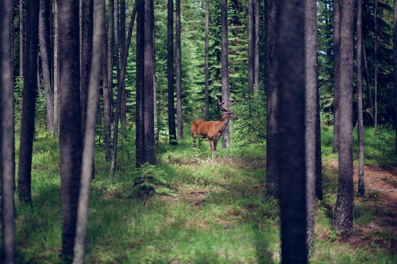 stag deer antlers and forest 4k