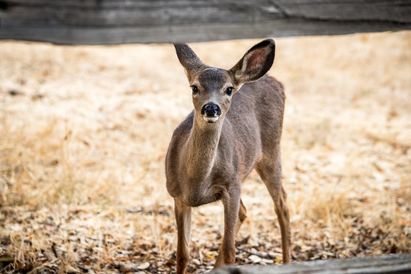 deer fawn wild and farm 4k