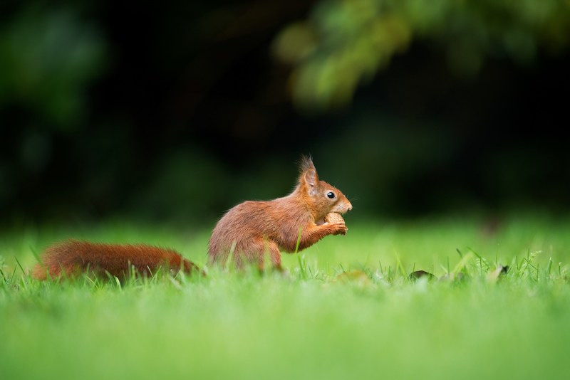 squirrel park grass and nut 4k