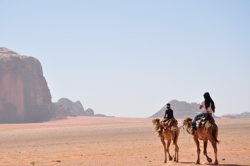 camels in wadi rum 4k