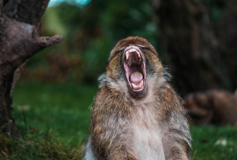 monkey ape mouth and teeth 4k