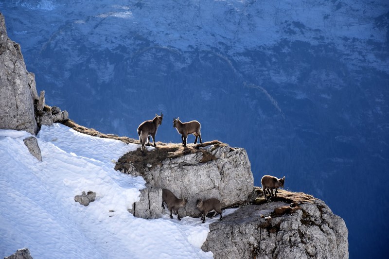five goats on the edge of a cliff in the snowy mountains, mountain goats 4k