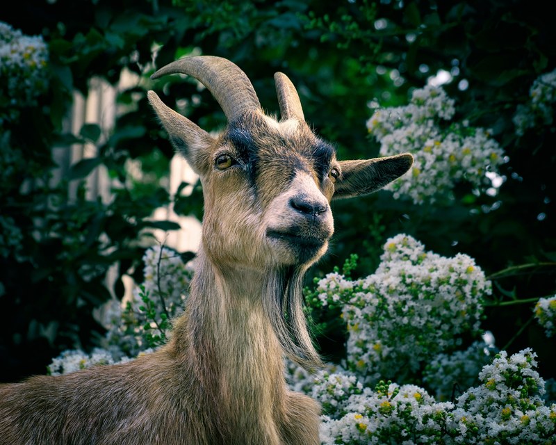 farm animal horn and goat 4k