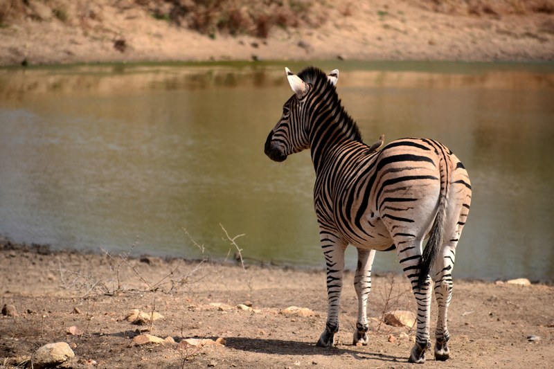 zebra keeping a watchful eye on the watering hole 4k