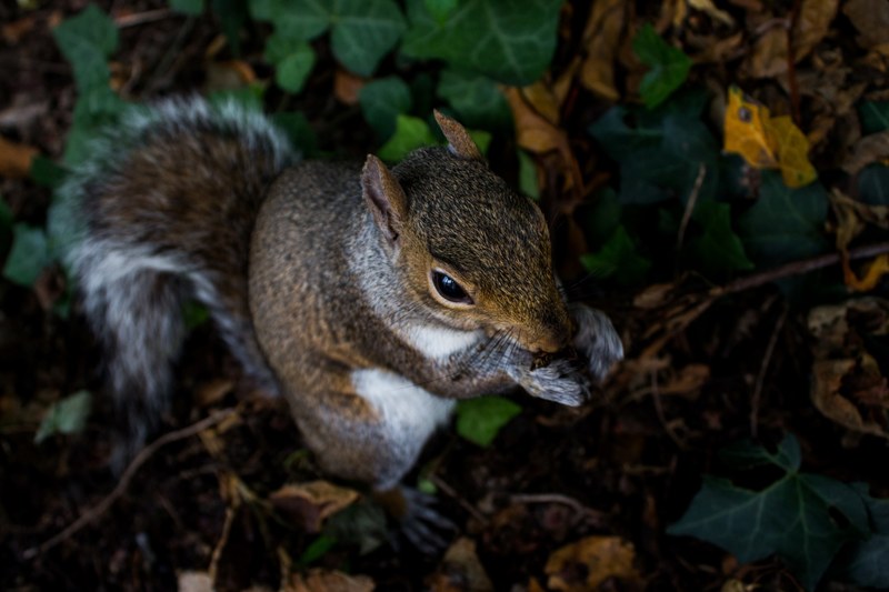 squirrel eating nut and animal 4k