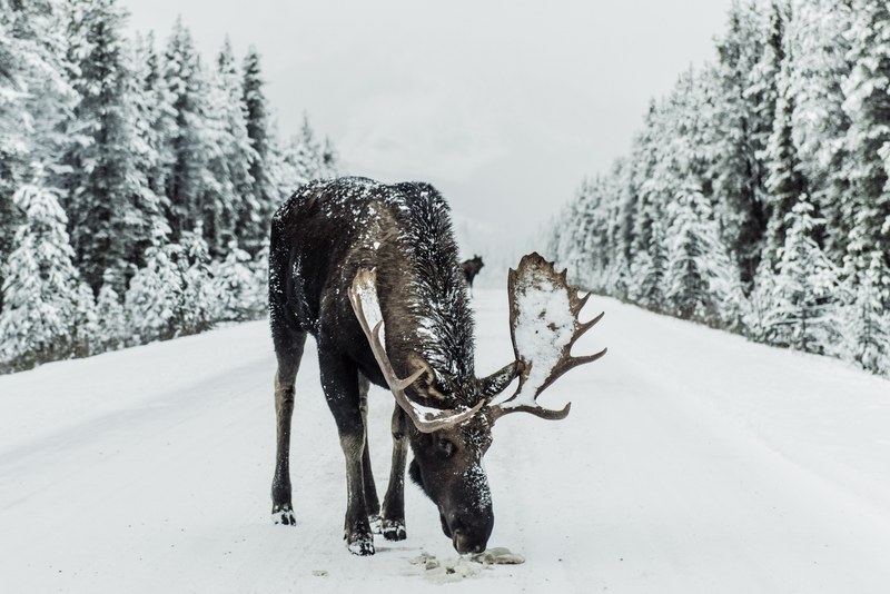 moose on the loose 4k