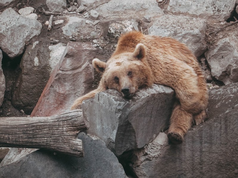lazy armenium yerevan and zoo 4k
