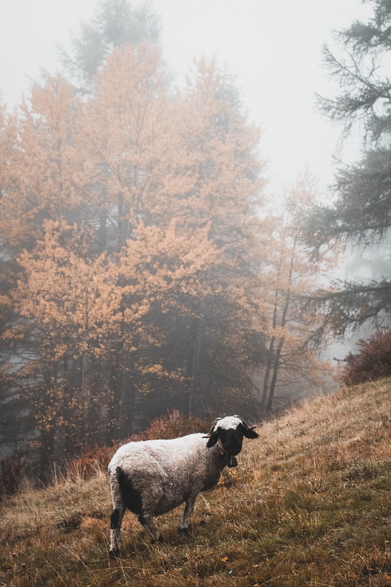 sheep field hillside and misty hd, 4k