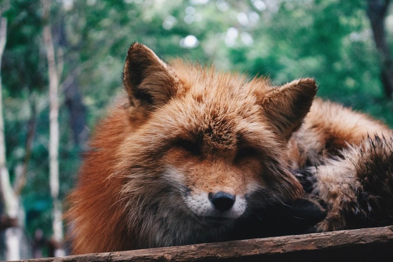 foxy beast 4k