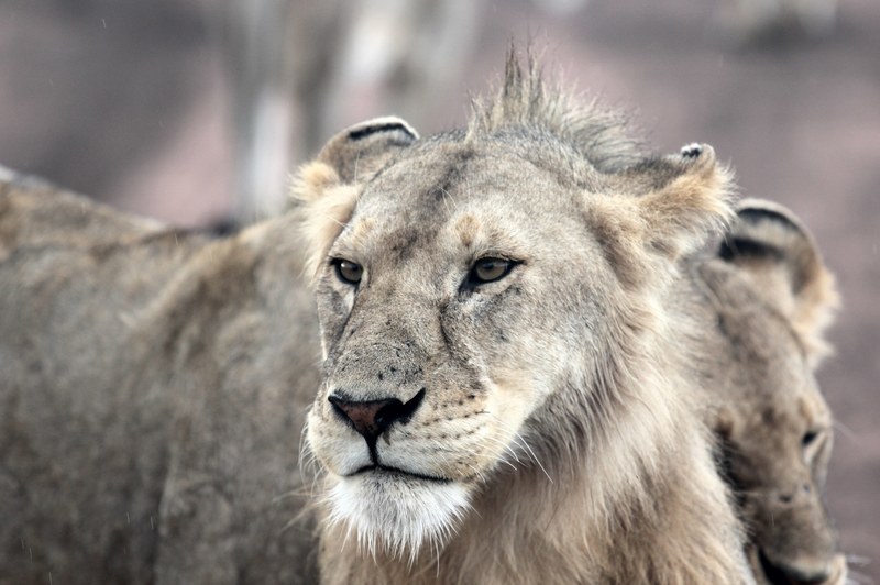 lions in the serengeti 4k