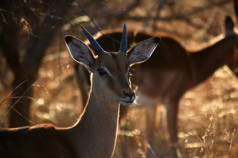 young male impala 4k