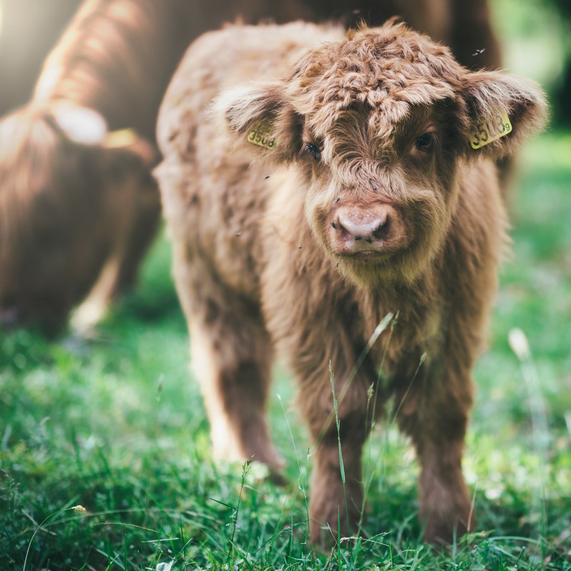 cow highland cattle calf and highland calf 4k