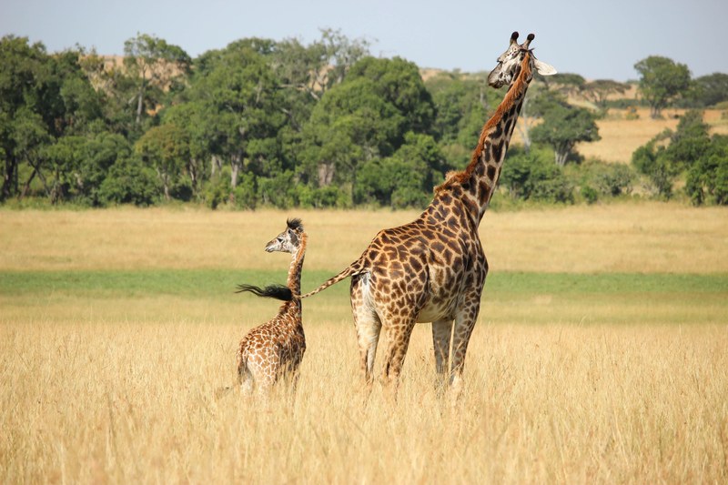 one adult and one baby giraffe walking in the masai mara game reserve savanna, giraffe and her calf 4k
