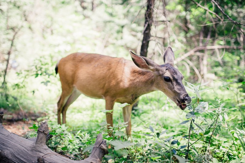 hungry deer 4k