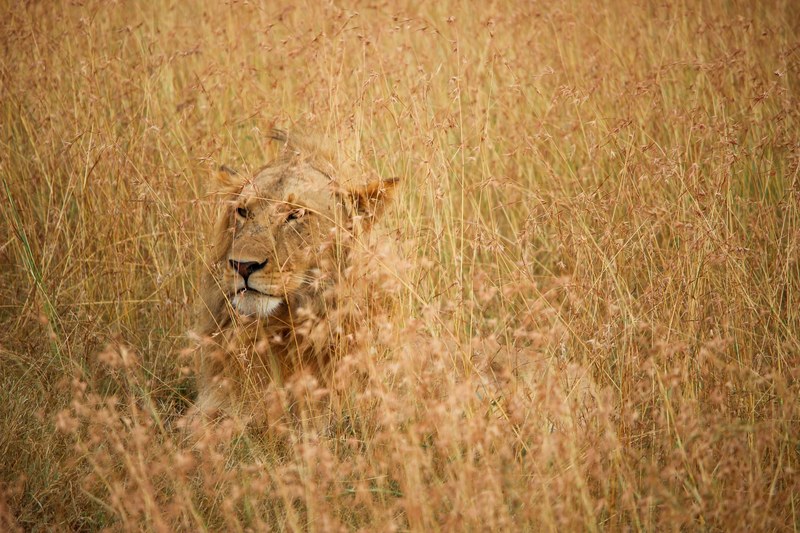 male lion with mane hiding in camouflage in savanna grass masai mara game reserve, camouflage 4k