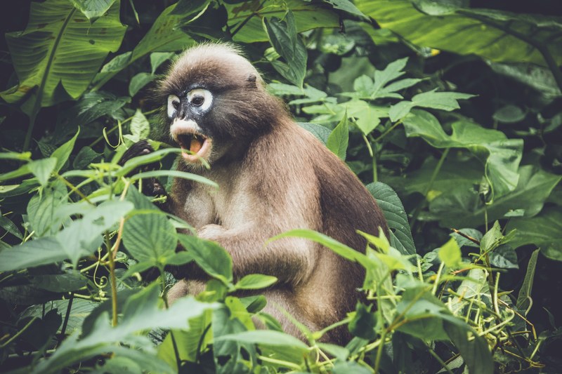 monkey primate nature and wild 4k