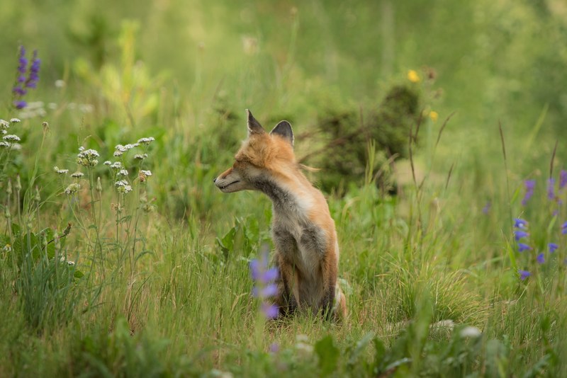a skinny fox turning away in the middle of an overgrown field beside white flowers, fox turning away 4k