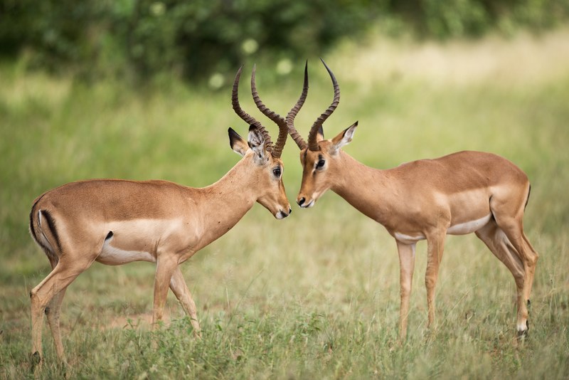 impala mating fight 4k