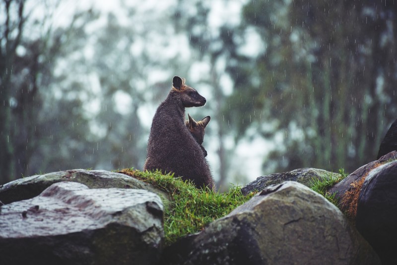 a kangaroo mama and joey are snuggled close on a rocky ledge under light rain, kangaroos snuggling close 4k