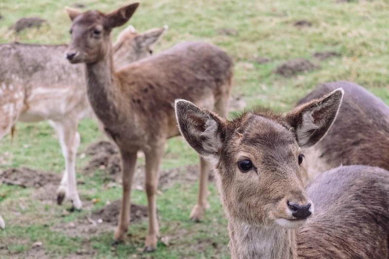 deer animal fawn and grass 4k