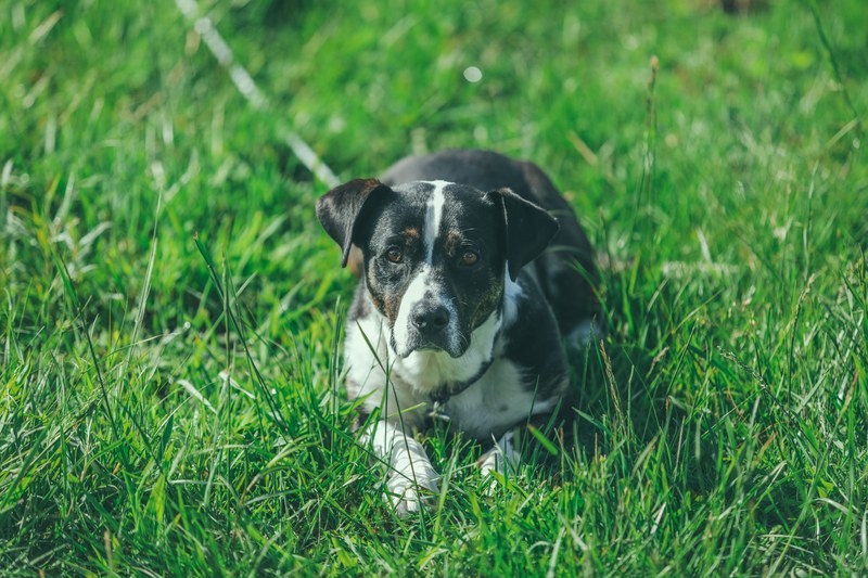 black and white dog with ears flapping down staring at camera lying down on tall grass, tank 4k