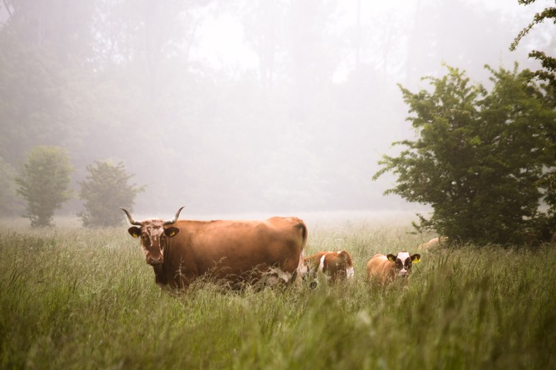 cattle in a green meadow with fog and trees in the background, cattle in meadow 4k