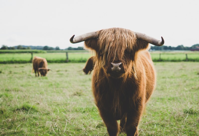 a herd of shaggy cows scattered on a pasture, a herd of shaggy cows 4k