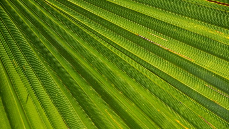 leaf, palm, plant, drops, 4k