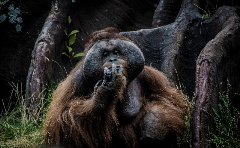 orangutan in the forest in asia 4k