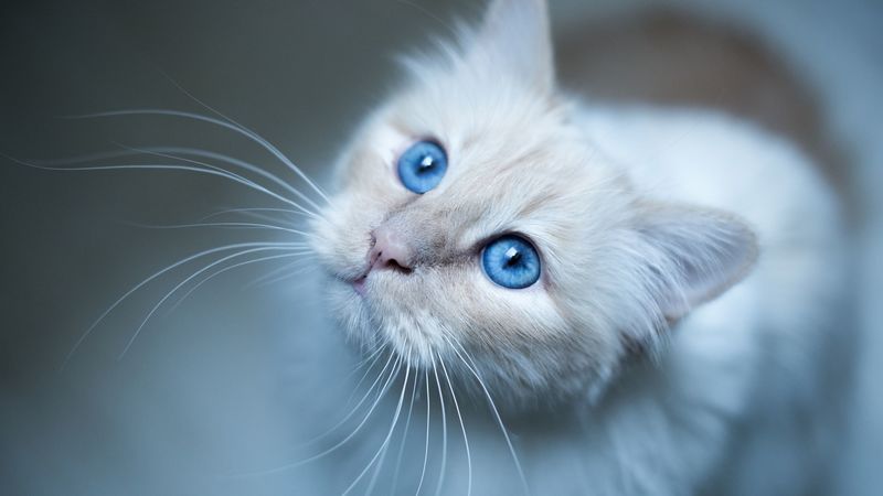 burmese cat, muzzle, blue, 4k