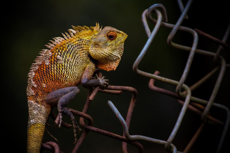 chameleon perched on a chain link fence in the dark, lizard on a fence 4k