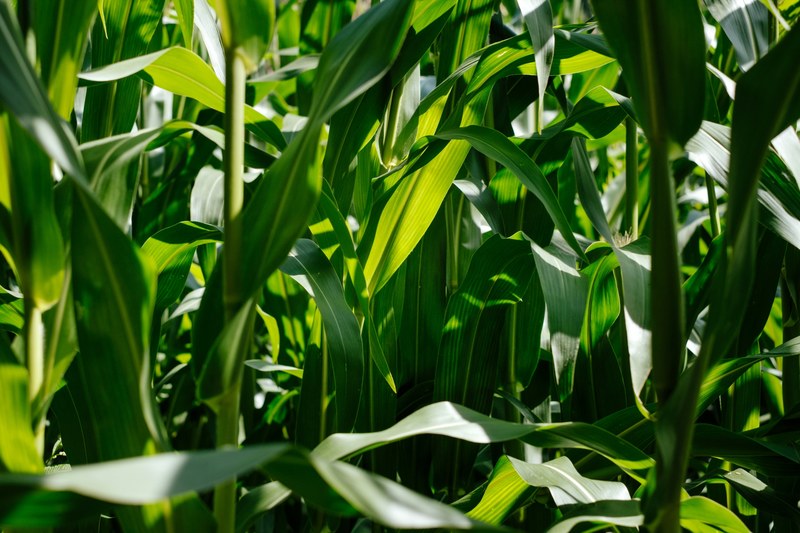 green corn field plant and corn 4k