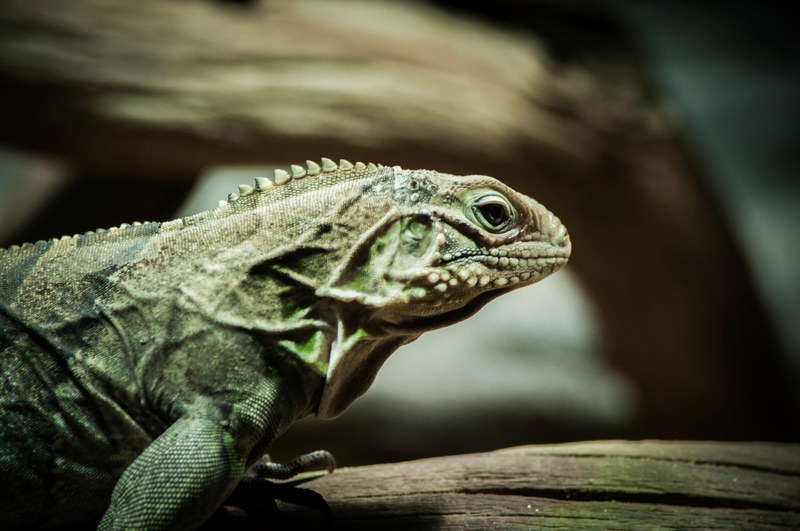 macro of a lizards profile view with folds in its neck balancing on a wooden branch, lizard on a branch 4k
