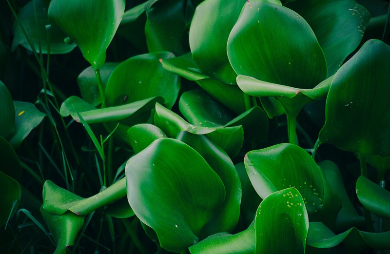water hyacinth 4k