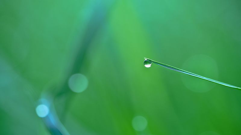 drop, leaf, macro, 4k