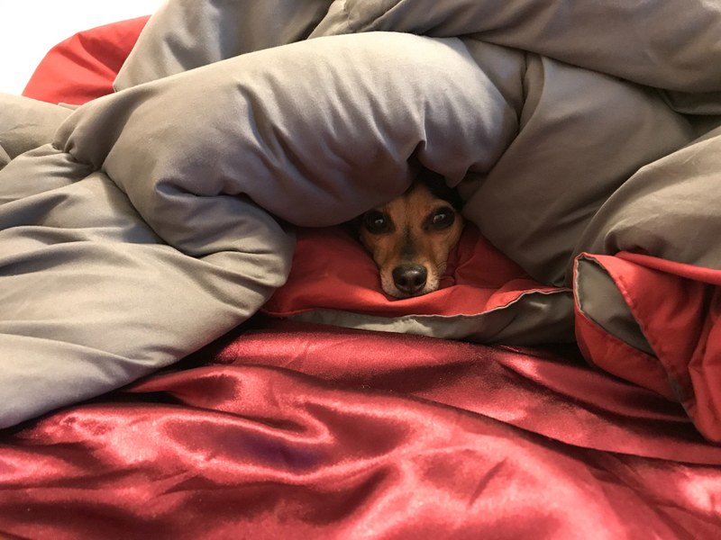 pete doesnt want to get out of bed 4k